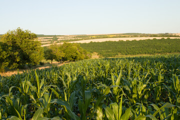 A field of green plants