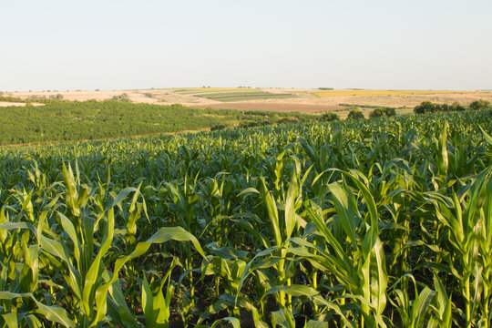 A field of green plants
