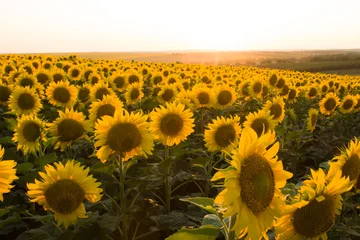 Selbstklebende Fototapeten Sonnenblume A field of sunflowers  © parpalac