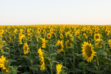 Obraz premium A field of sunflowers