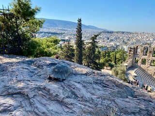 Acropolis Turtle