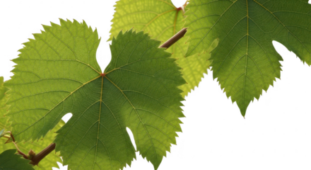 Vibrant green grape leaves illuminated by sunlight against a dark background