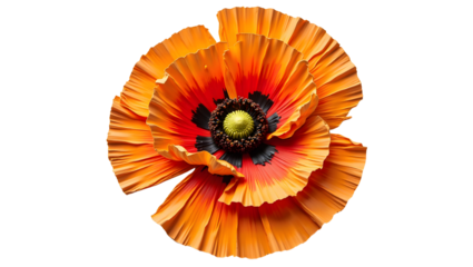 Yellow decorative poppy flower with orange center — watercolor impasto style for girly designs