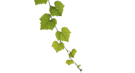 Young green grapevine leaves against a stark black background