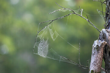 multiple spider webs on a tree branch