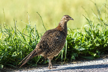 hen pheasant portrait