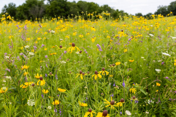 prairie landscape