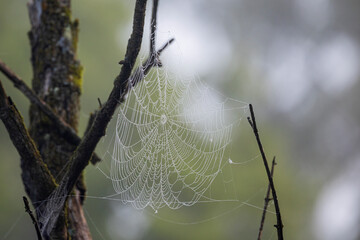 large spider web in a tree branch in the early morning fog