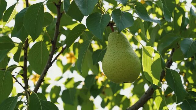 A single green pear hanging from a tree branch surrounded by green leaves in natural sunlight