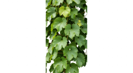 Vibrant green grape leaves climbing a dark background