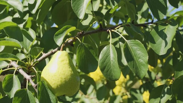 A single green pear hanging from a tree branch surrounded by green leaves in natural sunlight