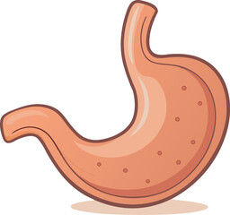 Fototapeta premium A simple cartoon illustration of the human stomach, showing its J-shape and internal texture, isolated on a white background.