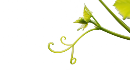 Delicate green tendril and bud against a dark background