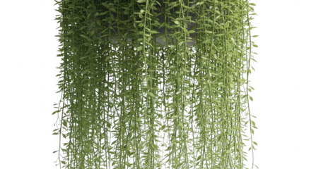 Lush cascading green vines with small leaves against a black background