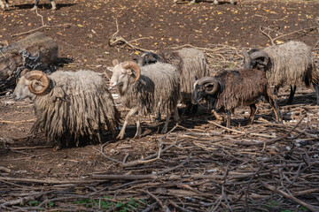 Cool view on sheep walking under the sun