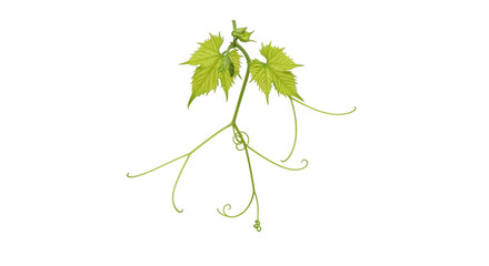 Vibrant green grapevine leaves and tendrils against a dark background