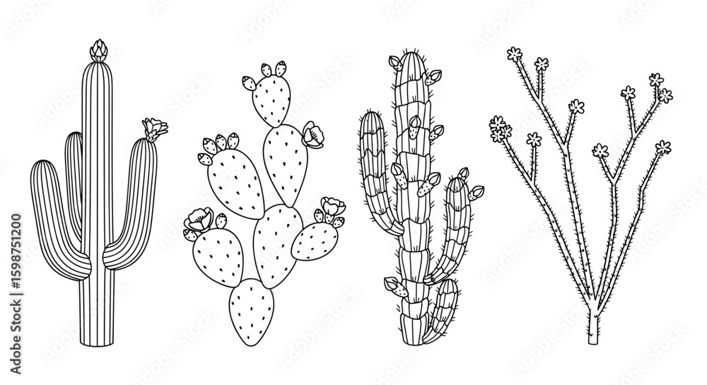 Poster line drawing of four different types of cacti with varying shapes and floral details in a botanical 