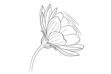 Detailed line drawing of a flower with petals and stem viewed from a side angle illustration art