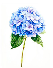 Tender Blue Hydrangea Watercolor Illustration with Green Leaves Isolated on White Background