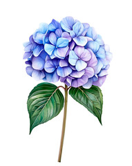 Tender Blue Hydrangea Watercolor Illustration with Green Leaves Isolated on White Background