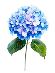 Tender Blue Hydrangea Watercolor Illustration with Green Leaves Isolated on White Background