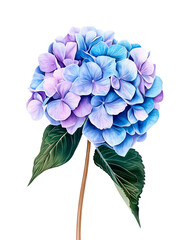 Tender Blue Hydrangea Watercolor Illustration with Green Leaves Isolated on White Background