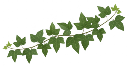 Green vine with small yellow flowers on black background