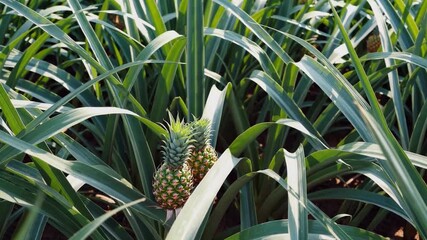 View of two pineapples growing amidst spiky green leaves in a field on a sunny day in a tropical area - Powered by Adobe
