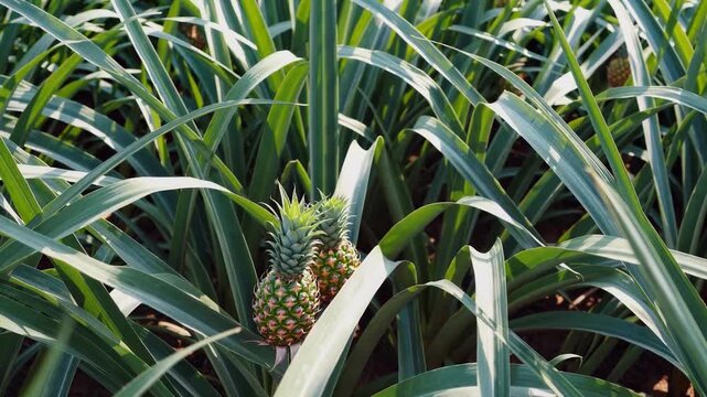 View of two pineapples growing amidst spiky green leaves in a field on a sunny day in a tropical area