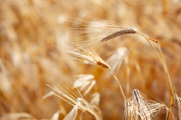 Close-up of barley ears in field, golden spikes ready for harvest. Summer cereal crop detail with...