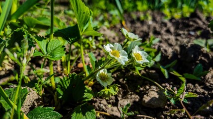 A close up of a field of flowers with a few white flowers in the foreground. The flowers are surrounded by green grass and dirt. Scene is peaceful and serene, as the flowers are in full bloom