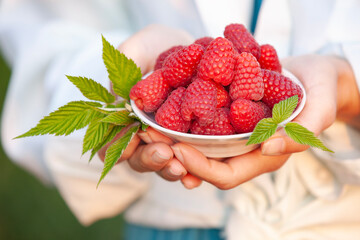 Handful of fresh raspberries with green leaves, healthy summer snack. Nature harvest close-up.