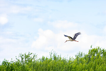 Stork flying above green trees, wildlife in rural landscape. Freedom concept with stork flying.