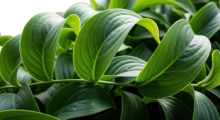 Lush green leaves with detailed veining and natural light