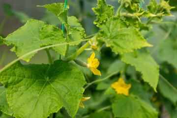 Fresh Cucumbers Growing on Vine – Green Cucumber Plant with Large Leaves and Yellow Flowers for publication, poster, calendar, post, screensaver, wallpaper, cover, website. High quality photography