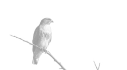 Bird Shadow Overlay,
Perched bird silhouette on tree branch in scenic minimal position