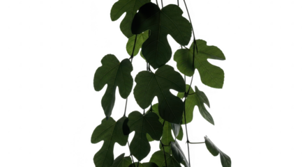 Darkly lit fig tree leaves against a black background