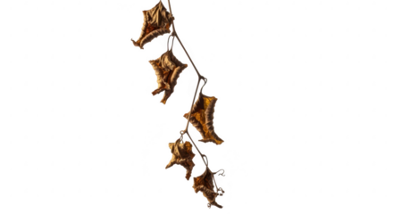 Dried seed pods hanging against a stark black background
