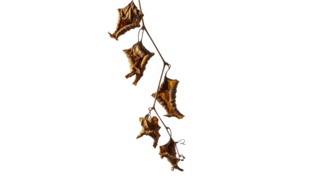Dried seed pods hanging against a stark black background