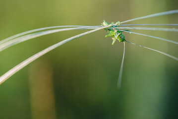 A green grasshopper on a blade of grass.