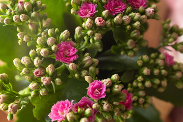 Pink Kalanchoe Blossfeldiana Flowers in Bloom with Buds – Close-Up of Succulent Houseplant with Green Leaves and Clusters of Rose-Like Blossoms Indoors in Natural Light