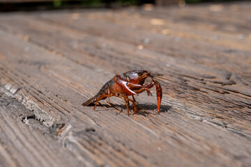 Crayfish pauses mid-step with claws raised on a weathered wooden bridge surrounded by rough grain texture