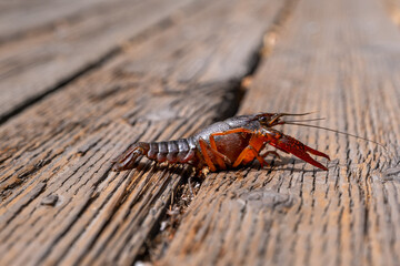 A vivid crayfish makes its way across sun-bleached planks, captured in crisp detail and sharp color
