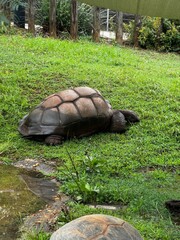 Tortoise 