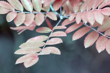 Yellowing tree leaves, autumn seasonal colors. Macro.