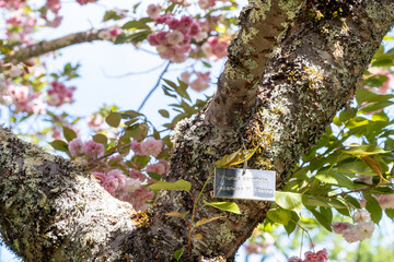 Close-up view of tree trunk with cherry blossoms blooming beside a trail marker nailed into the bark