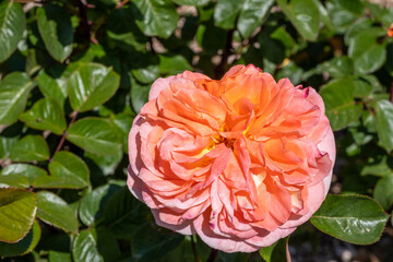 Fully opened rose in deep orange and pink tones surrounded by glossy green leaves in spring light