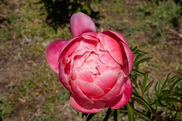 Vibrant pink peony bud beginning to bloom under direct sunlight in a garden bed