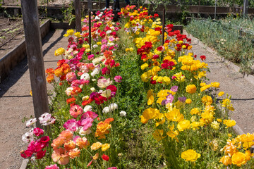 Colorful rows of blooming Iceland poppies planted in a sunny botanical garden along a dirt path