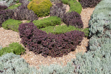 Compact circular garden beds with contrasting colors and textures from succulents and groundcover species